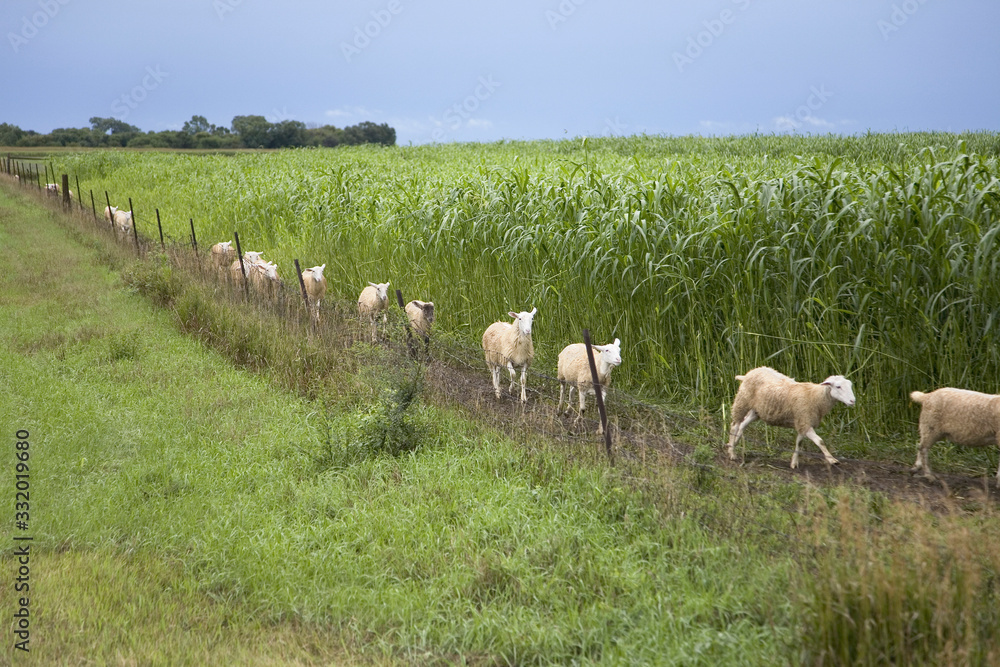 Obraz premium Row of sheep walking in cornfield along a fence in North Eastern Nebraska