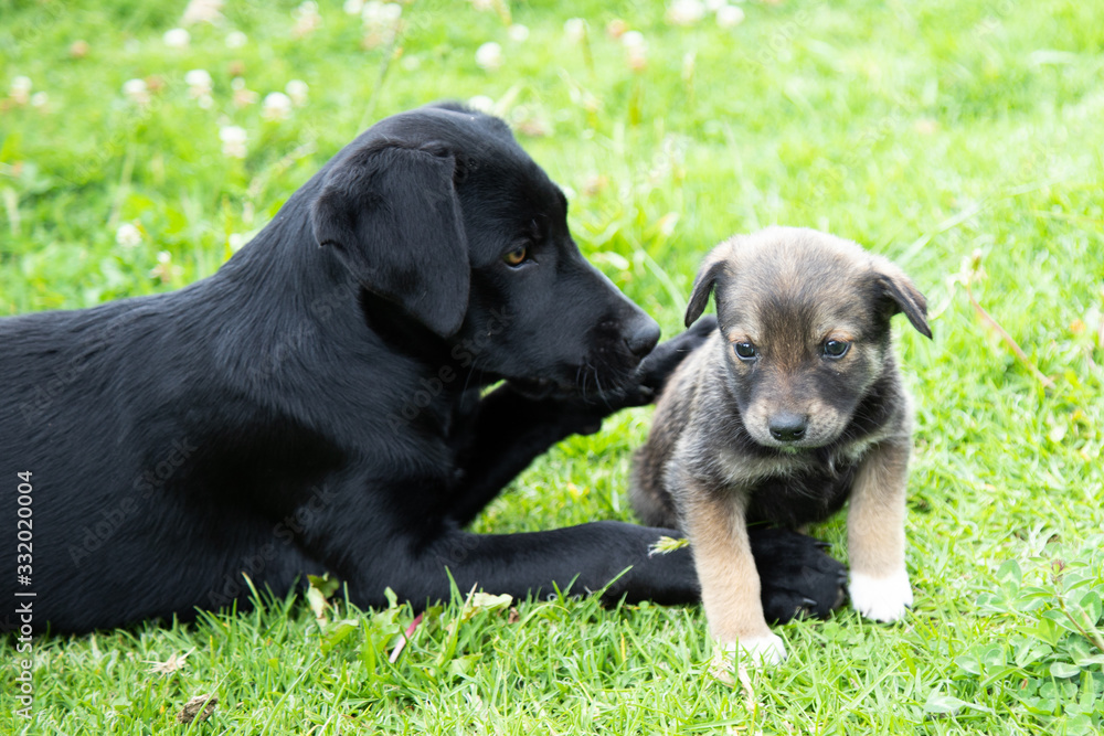two puppies in the grass