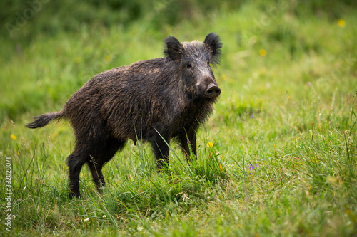 Alert wild boar, sus scrofa, listening on green meadow with tail holding up. Attentive beast looking in grass from side view. Fauna standing in rural country with copy space.