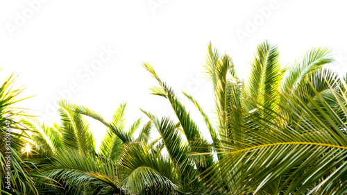 Palm leaves with the sun passing through them in a star shape  horizontal image with space at the top. Concept of summer