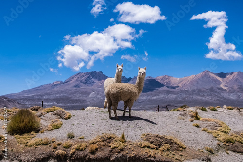 Konstfotografi Two alpacas in natural habitat