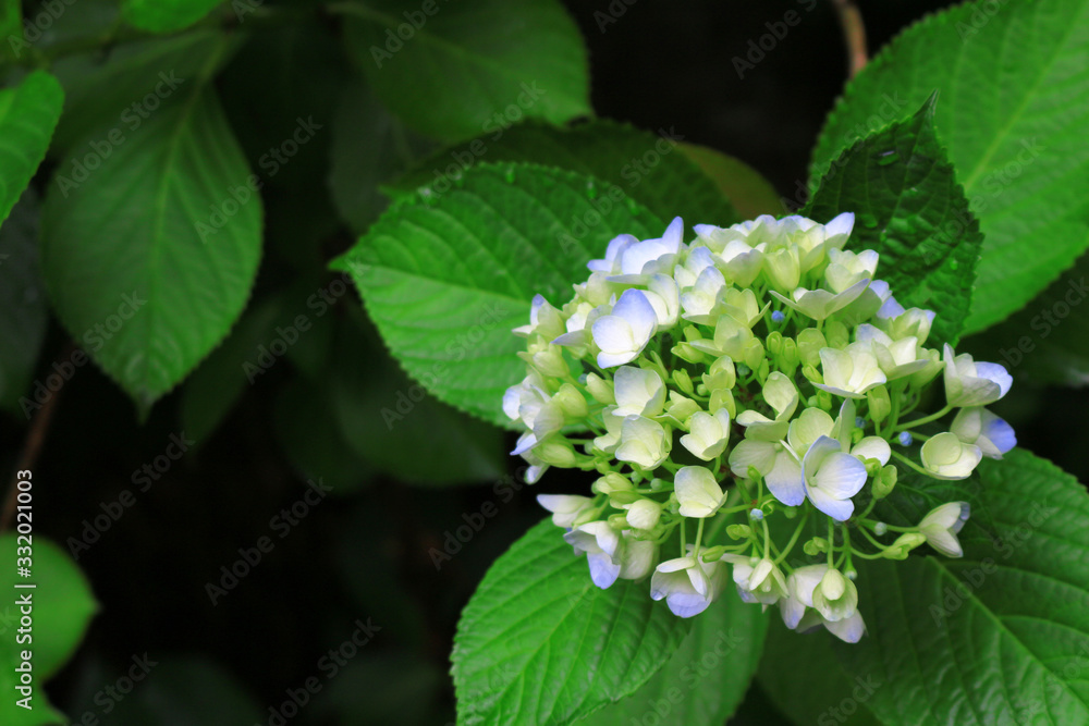 Pale purple hydrangea flowers blooming ephemerally