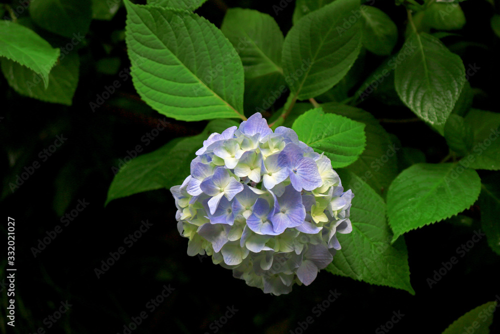Pale purple hydrangea flowers blooming ephemerally Pale purple hydrangea flowers blooming ephemerally
