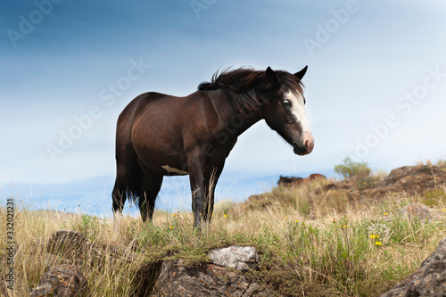 caballos salvajes libres por las praderas y montañas juntos en manada y con sus crias