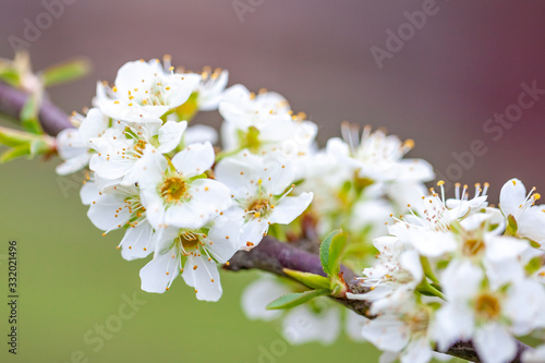 Blossoming of cherry flowers in spring time, macro shoot
