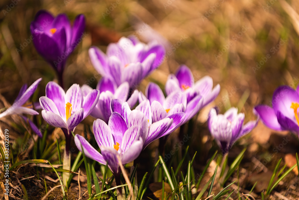 Crocus, plural crocuses or croci is a genus of flowering plants in the iris family. A single crocus, a bunch of crocuses, a meadow full of crocuses, close-up crocus Crocus, plural crocuses or croci is a genus of flowering plants in the iris family. A single crocus, a bunch of crocuses, a meadow full of crocuses, close-up crocus
