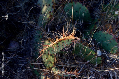 Closeup on cactus plant with red stingers