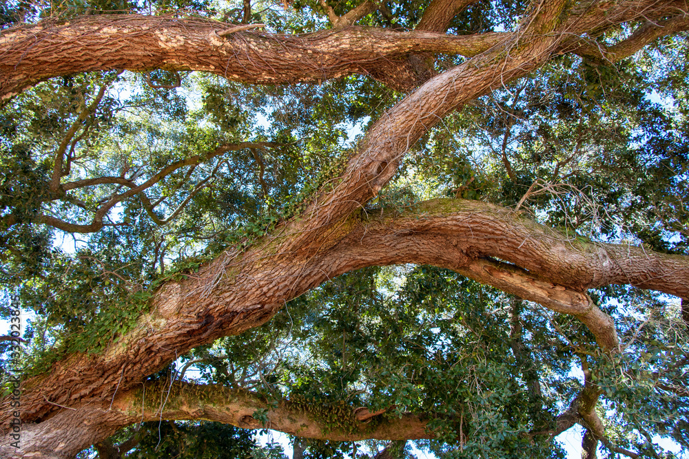 Fototapeta premium large live oak branches with green leaves