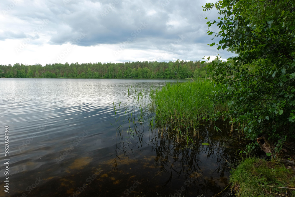 Lake in nasty cloudy day, reeds growing in water and forest. Summer nature landscape
