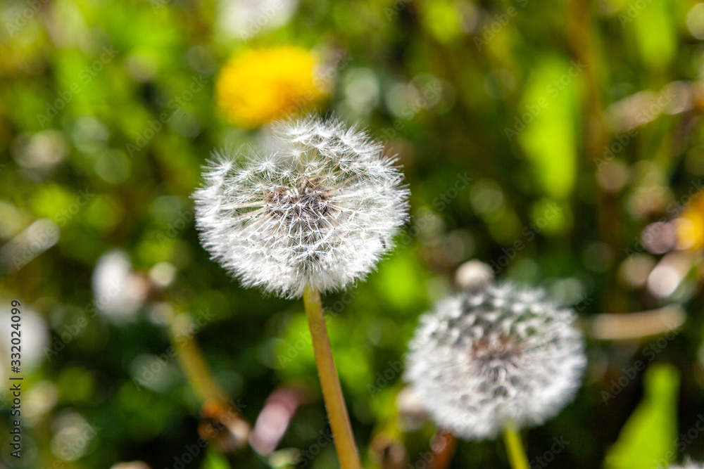 Common dandelions (Taraxacum sect. Ruderalia) on a summer meadow with blurring Common dandelions (Taraxacum sect. Ruderalia) on a summer meadow with blurring