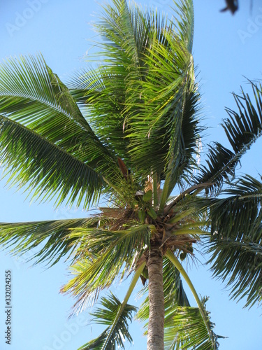 palm tree with blue sky in background