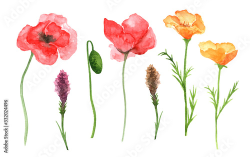 Watercolor wildflowers isolated on white background. Watercolor flowers isolated set. Botanical illustrarion.  Floral hand drawn watercolor illustration. Poppies flowers set