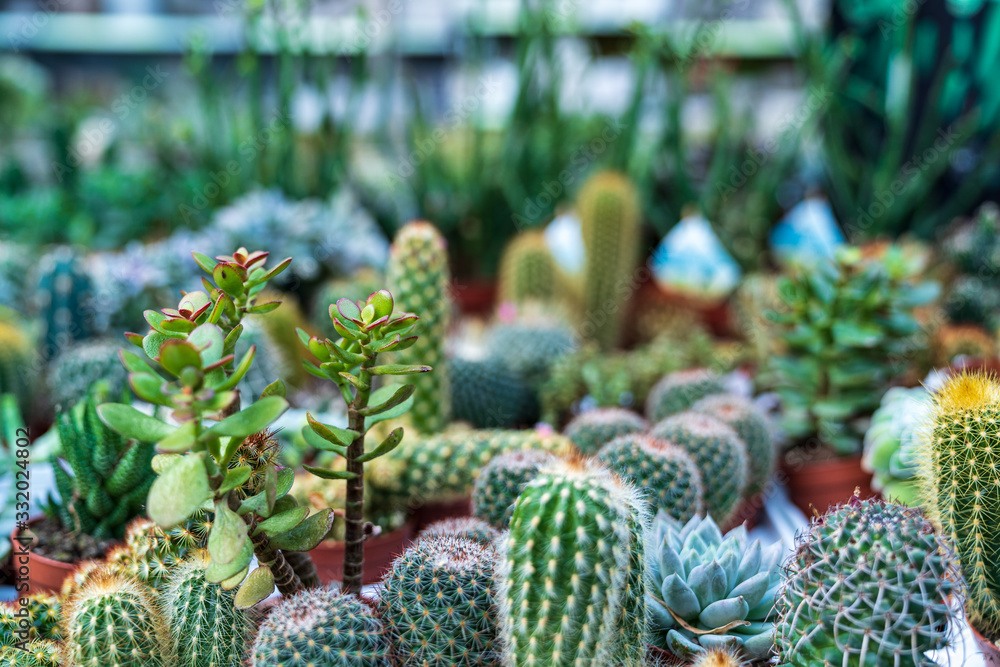 Cacti on a table in a garden center Cacti on a table in a garden center