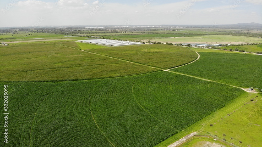 created by dji camera, aerial shot in cultivation area, irrigation technology. Corn plantations