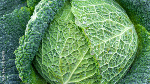 Fresh green savoy cabbages on white background