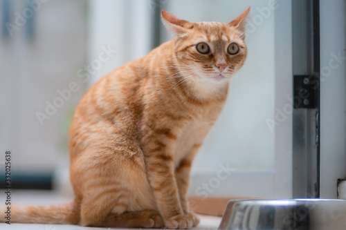 gato atigrado de ojos verdes con las orejas gachas, espera sentado por su comida