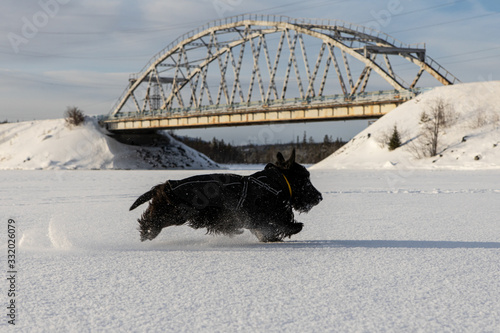 young dog Scottish Terrier runs in winter on the snow in winter clothes