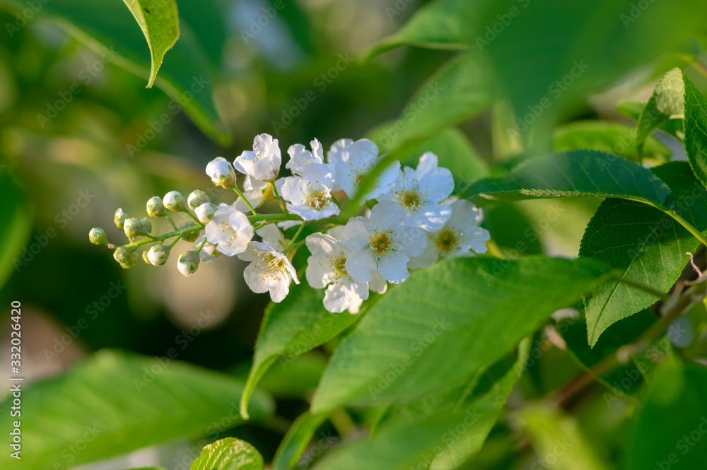 Prunus padus white flowering bird cherry hackberry tree, hagberry mayday tree in bloom, ornamental park flowers on branches Prunus padus white flowering bird cherry hackberry tree, hagberry mayday tree in bloom, ornamental park flowers on branches