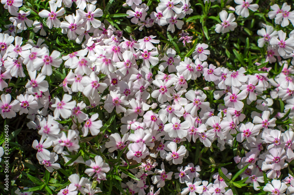 Creeping moss phlox subulata flowering small plant, beautiful flowers carpet of mountain phlox flowers in bloom, ground covering