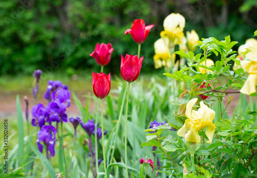 bell flowers