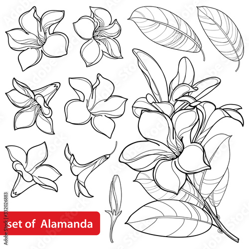 Set of outline tropical Allamanda cathartica or trumpet flower bunch, bud and leaf in black isolated on white background.