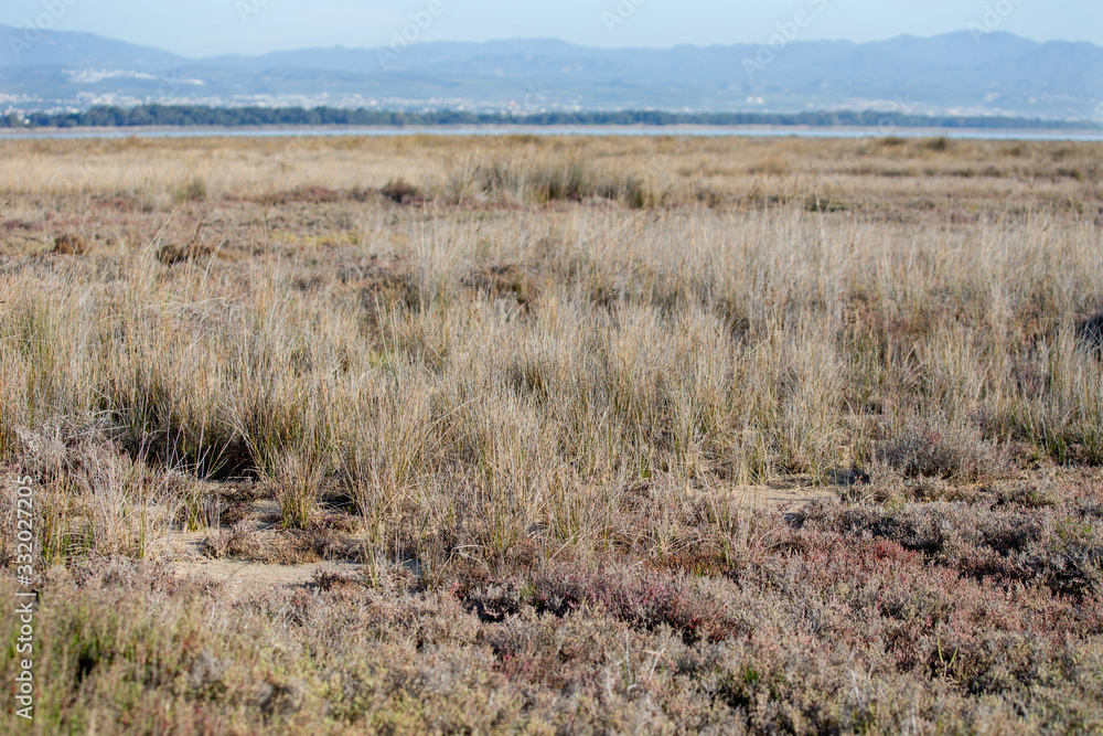 Halophyte meadows on the shores of the Limassol Salt Lake near Akrotiri in Cyprus