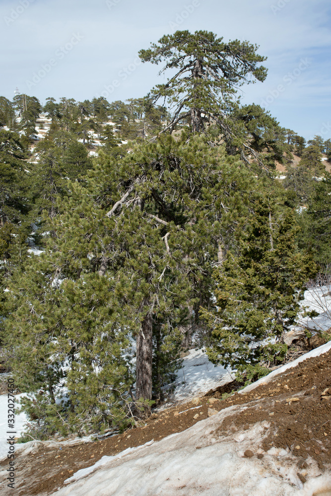 The Austrian pine in the Trooodos Mountains in Cyprus