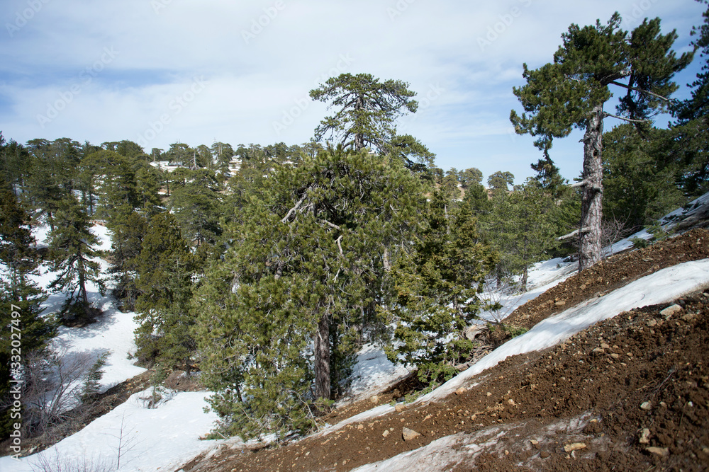 The Austrian pine in the Trooodos Mountains in Cyprus