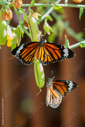 Kolorowe motyle © nitka_zaplatana