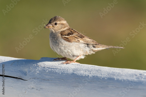 Portrait of house sparrow (Passer domesticus). Close up of house sparrow on green background. photo