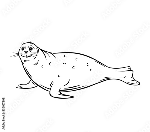 Sea calf, seal