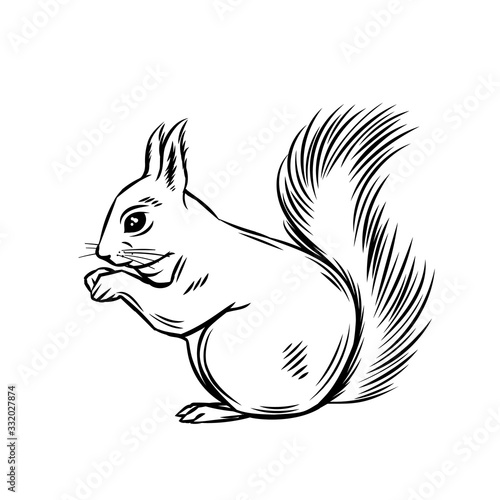 Squirrel forest animal