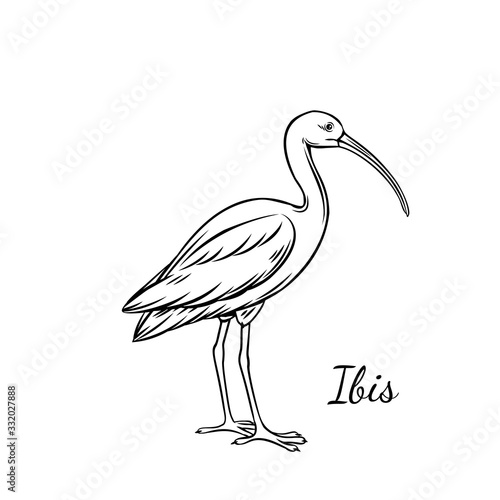 Bird ibis outline photo