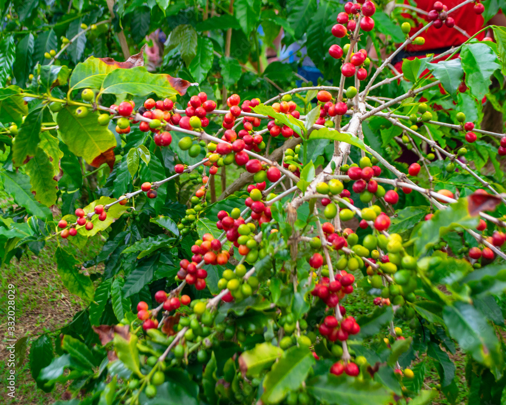 Obraz premium Kona Coffee!