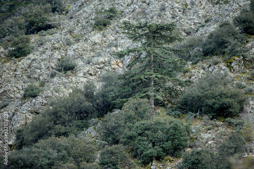 Cedrus brevifolia in the Troodos mountains (in the Cedar Valley)