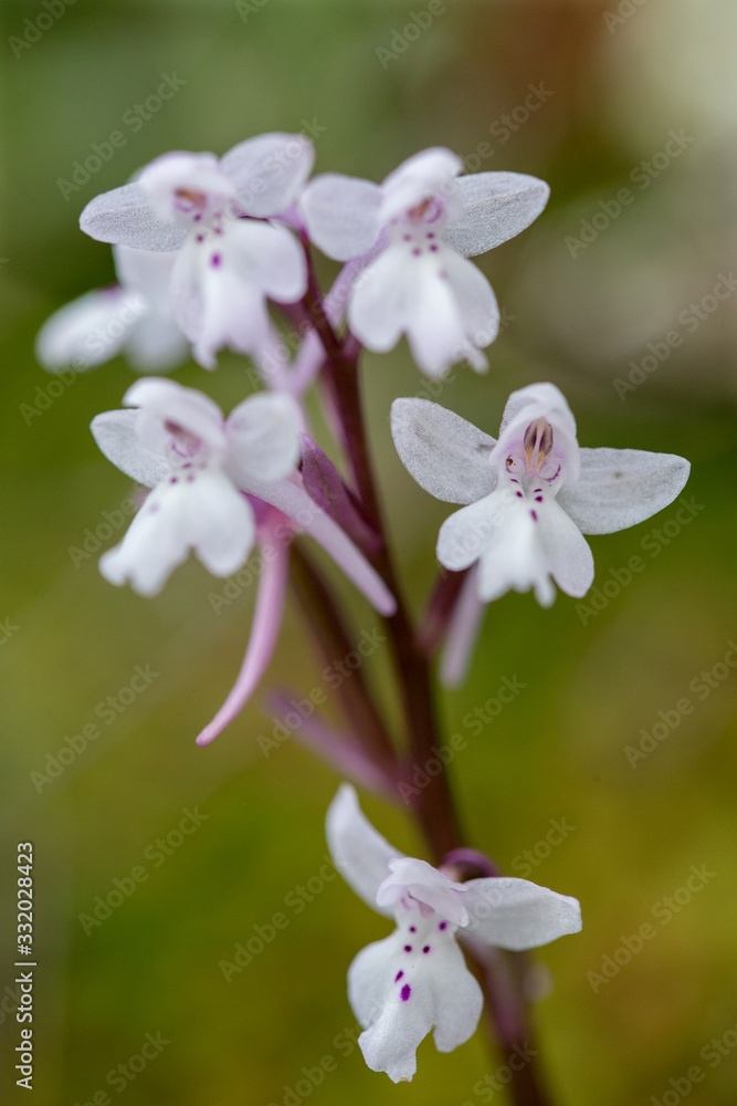 Orchis quadripunctata on a xerothermic grassland in Cyprus Orchis quadripunctata on a xerothermic grassland in Cyprus