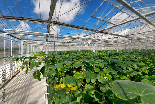 cucumbers in a modern greenhouse, growing vegetables, designs made of glass, ...