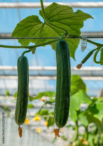Young plant cucumber with yellow flowers. Juicy fresh cucumber close-up macro...