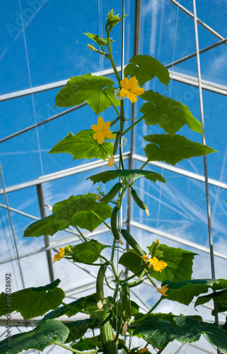 Green cucumber with flowers in modern greenhouses, view up glass structures a...
