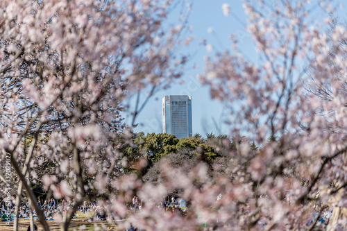 東京都渋谷区代々木の公園の桜の間から見る高層ビル