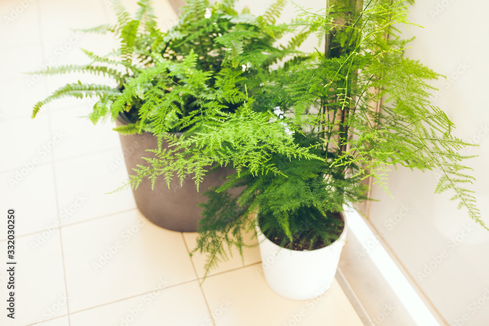 Φωτογραφία Asparagus setaceus plumosus, also known as Lace Fern, Common Asparagus Fern or Climbing Asparagus growing on the balcony on white pot