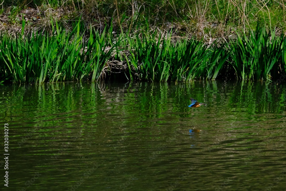 kingfisher is in flight