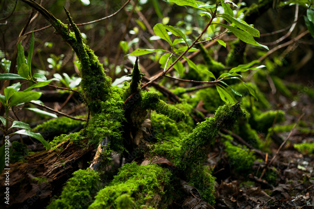 Forest moss Scotland