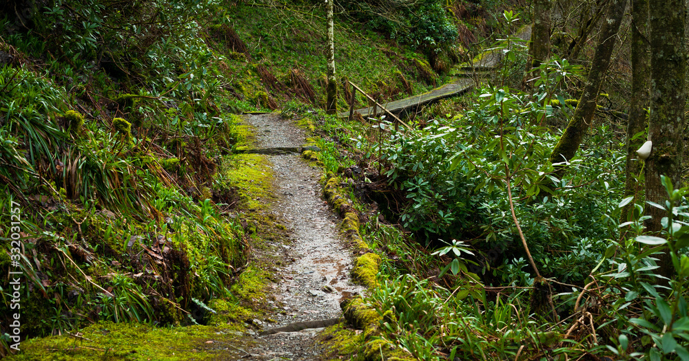 Dark, mossy path in Scottish glens. Dark, mossy path in Scottish glens.
