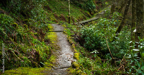 Dark  mossy path in Scottish glens.