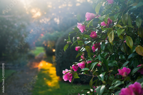 Papier peint Beautiful romantic camellias in old sunny garden.