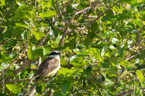 Great kiskadee perched on tree in the morning