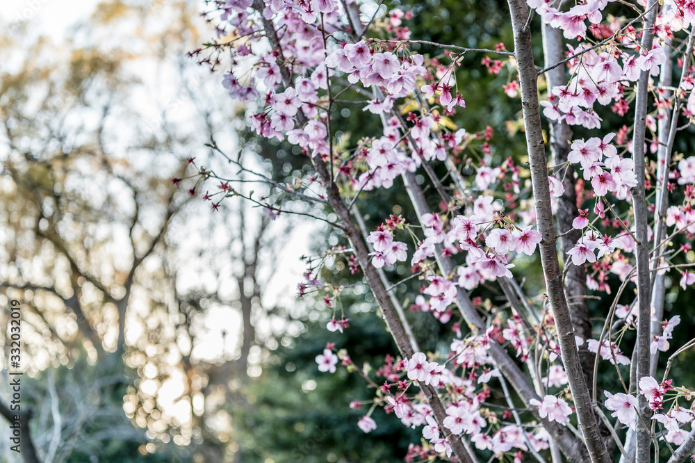 東京都千代田区九段の夕暮れ時に咲く桜