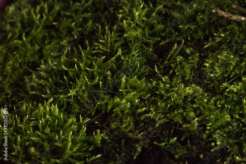 background of green moss