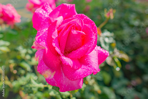 Fotografie pink buxom beauty hybrid tea rose